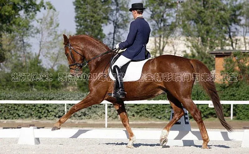 人人体育直播篮球